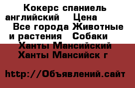 Кокерс спаниель английский  › Цена ­ 4 500 - Все города Животные и растения » Собаки   . Ханты-Мансийский,Ханты-Мансийск г.